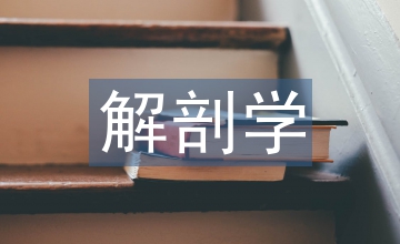 解剖學教學論文